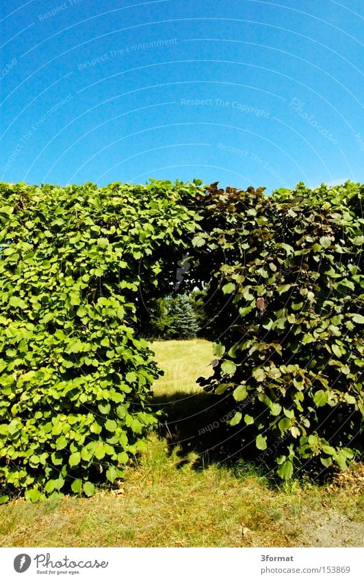 durchgang Hecke Grenze Garten Blatt Tür Durchgang Portal Erfolg Übergang Mauer Wärme Durchbruch Sommer Park Kommunizieren Kleingartenanlage Traurigkeit