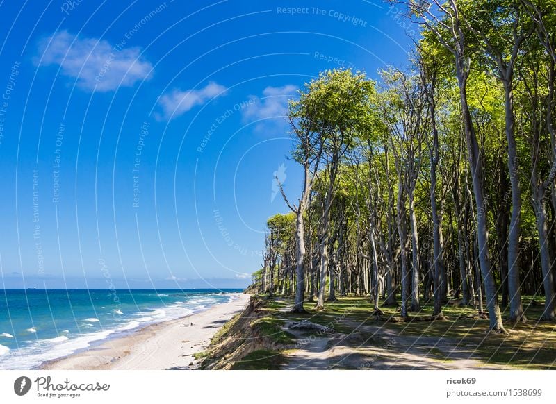 Küstenwald an der Ostseeküste Ferien & Urlaub & Reisen Tourismus Strand Meer Wellen Natur Landschaft Wolken Baum Wald Wege & Pfade blau Romantik Idylle Umwelt