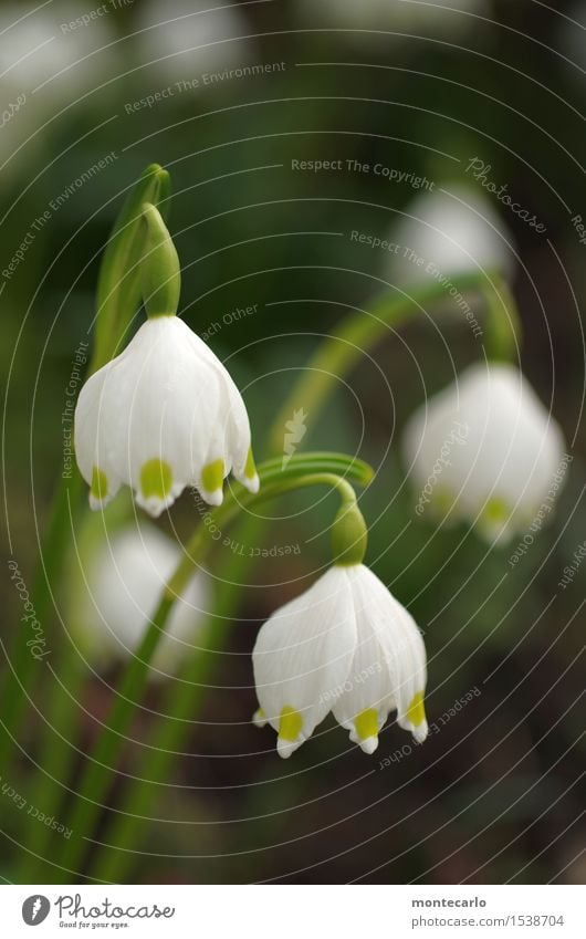 geht los II Umwelt Natur Pflanze Frühling Klima Blüte Grünpflanze Wildpflanze Märzenbecher dünn authentisch einfach Freundlichkeit frisch klein nah natürlich