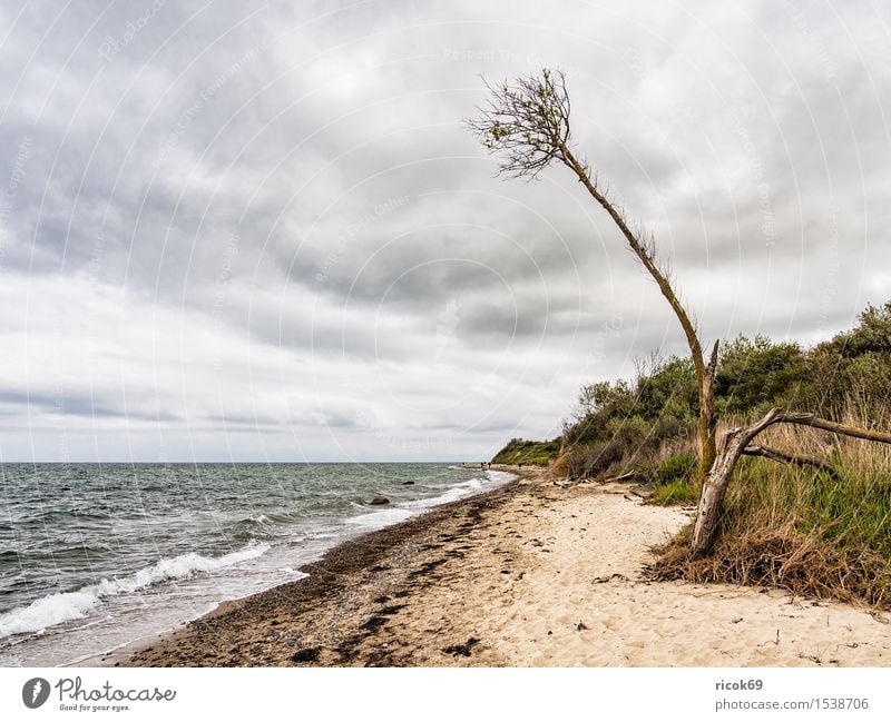 An der Küste der Ostsee Erholung Ferien & Urlaub & Reisen Strand Meer Wellen Natur Landschaft Wasser Wolken Baum Idylle Tourismus Umwelt Ostseeküste Himmel