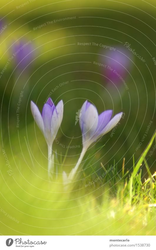 geht los Umwelt Natur Pflanze Sonnenlicht Frühling Blume Gras Blatt Grünpflanze Wildpflanze Krokusse Wiese Duft dünn authentisch frisch klein lang nah natürlich