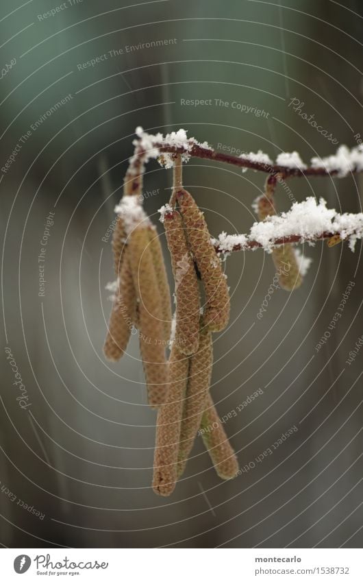 aber nur für kurze zeit Umwelt Natur Pflanze Luft Winter Klima Wetter schlechtes Wetter Wind Schnee Schneefall Sträucher Blüte Grünpflanze Wildpflanze Haselnuss