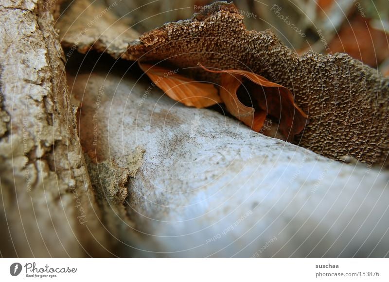 unterschlupf Baumstamm Holz Baumrinde Kruste Blatt Natur Umwelt Oberfläche porös Makroaufnahme Nahaufnahme Schalen & Schüsseln Strukturen & Formen Außenaufnahme