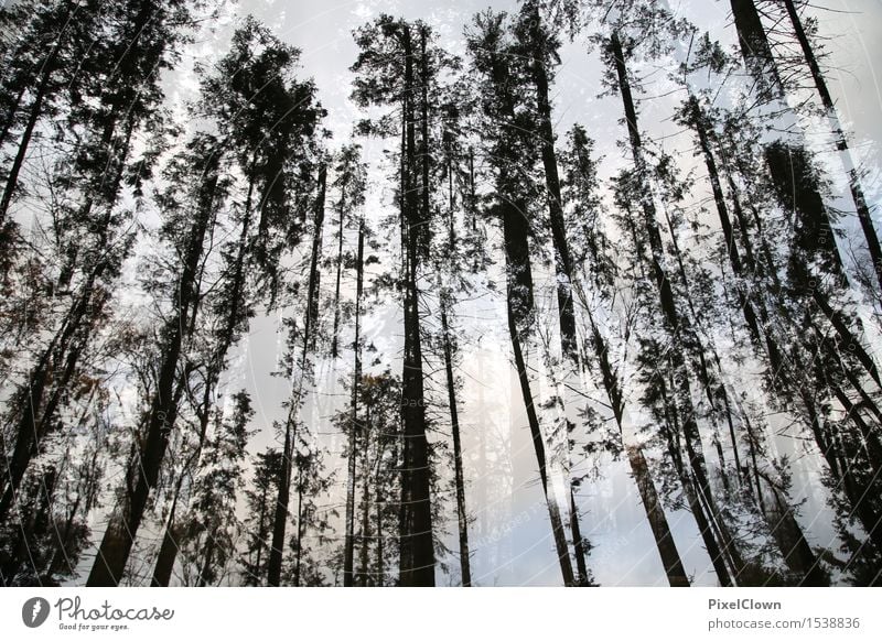 Wald Wellness harmonisch Wohlgefühl Ferien & Urlaub & Reisen Tourismus Ausflug wandern Kunst Umwelt Natur Landschaft Horizont Sonnenaufgang Sonnenuntergang