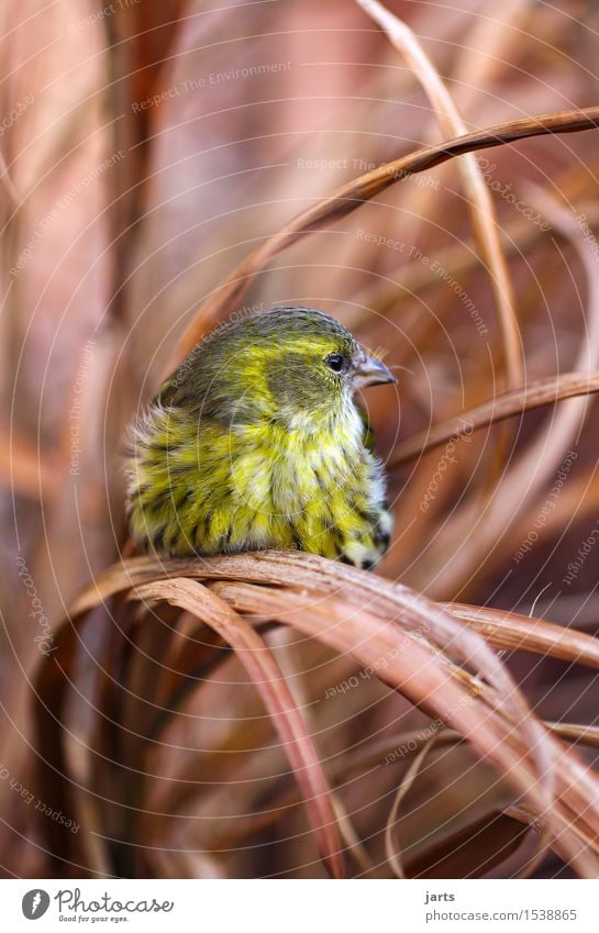 erlenzeisig Gras Sträucher Tier Wildtier Vogel 1 sitzen schön gelb grün Natur Feder Farbfoto mehrfarbig Außenaufnahme Nahaufnahme Menschenleer