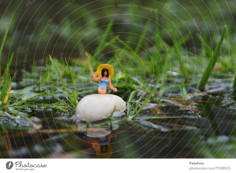 Arielle Umwelt Natur Pflanze Urelemente Wasser Sommer Gras Garten Wiese Flüssigkeit klein nah nass natürlich blau gelb grün Stein Hut Schwimmen & Baden