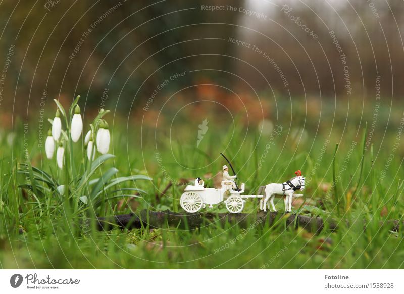 Für immer? Umwelt Natur Pflanze Frühling Blume Blüte Garten Park Wiese klein natürlich Frühblüher Schneeglöckchen Hochzeit Hochzeitstag (Jahrestag)