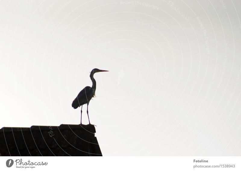 Stolz Natur Tier Wildtier Vogel 1 schwarz weiß Reiher Dach Haus Schnabel Beine Farbfoto Gedeckte Farben Menschenleer Textfreiraum links Textfreiraum rechts