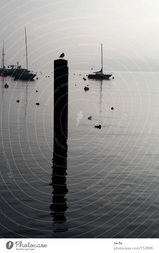 Zürichsee Zürich See Wasser Wasserfahrzeug Möwe Reflexion & Spiegelung ruhig Abend Winter Schweiz