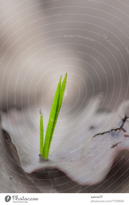 Neues Leben Umwelt Natur Pflanze Erde Frühling Blatt Grünpflanze Waldboden Wachstum klein neu grau grün Willensstärke Hoffnung Glaube sprießen Ursprung Beginn