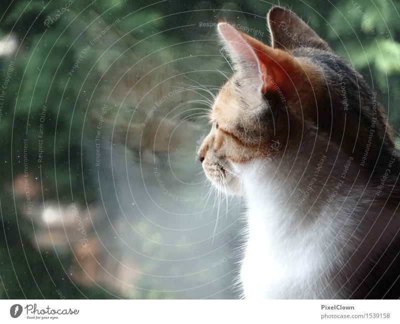 Der Blick Freude Glück Häusliches Leben Einfamilienhaus Fenster Tier Katze 1 beobachten schön braun mehrfarbig Stimmung Natur Zufriedenheit Farbfoto