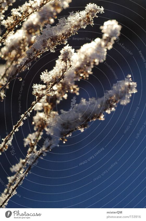 Arctic Blue. gefroren kalt Winter Frühling Konzentration Pflanze ruhig blau Gras Januar Detailaufnahme Schnee Eis arktisch