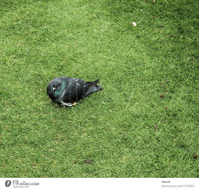 Taube müde Gras Vogel grün Müdigkeit Schwäche Park