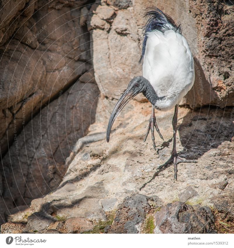 Ibis Felsen Tier Wildtier Vogel 1 laufen braun grau weiß Sichler Bein heben Schnabel Farbfoto Außenaufnahme Menschenleer Textfreiraum links Textfreiraum rechts