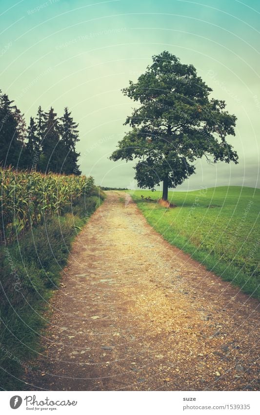 Was bisher geschah Freizeit & Hobby wandern Umwelt Natur Landschaft Erde Himmel Herbst Wetter Baum Wiese Feld Wald Wege & Pfade Wachstum authentisch kalt