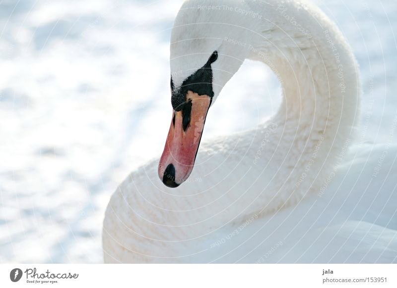 winterschönheit Schwan elegant Tier Schnabel Hals Vogel Feder weiß Winter Schnee kalt ästhetisch Stolz