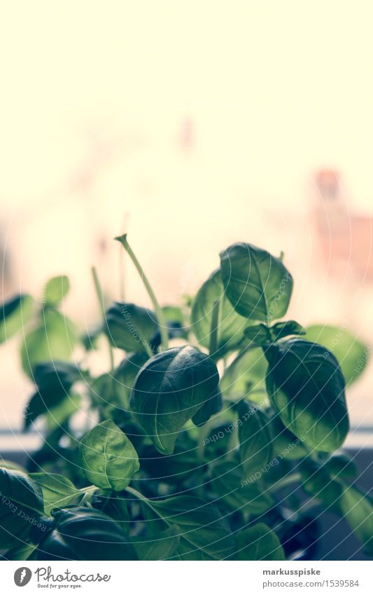 frisches bio basilikum Lebensmittel Kräuter & Gewürze Basilikum Basilikumblatt Ernährung Essen Festessen Picknick Bioprodukte Vegetarische Ernährung Diät Fasten