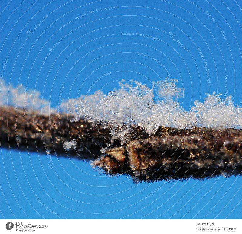 Was für ein Tag. Schnee Ast Winter Astgabel kalt Wetter gefroren frieren Morgen Dezember Januar blau Himmel Natur Detailaufnahme Makroaufnahme Nahaufnahme