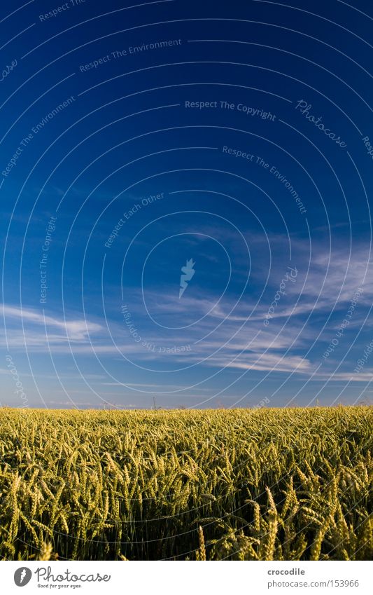 Weizenmeer Ähren Ernährung Landwirtschaft Feld Himmel Wolken Sommer trocken Samen Stengel ökologisch Korn Lebensmittel Ackerbau reif