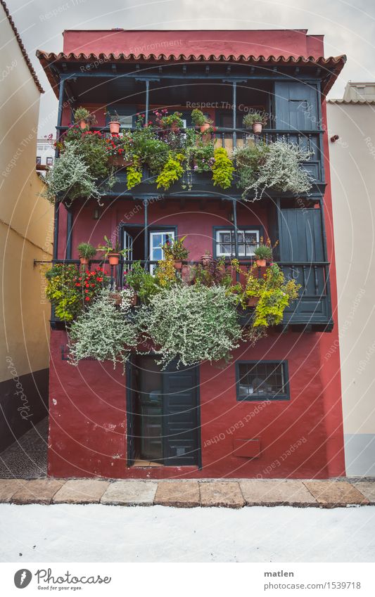 Gewächshaus Pflanze Frühling Farn Blatt Grünpflanze Stadt Menschenleer Haus Einfamilienhaus Architektur Mauer Wand Treppe Fassade Balkon Fenster Tür