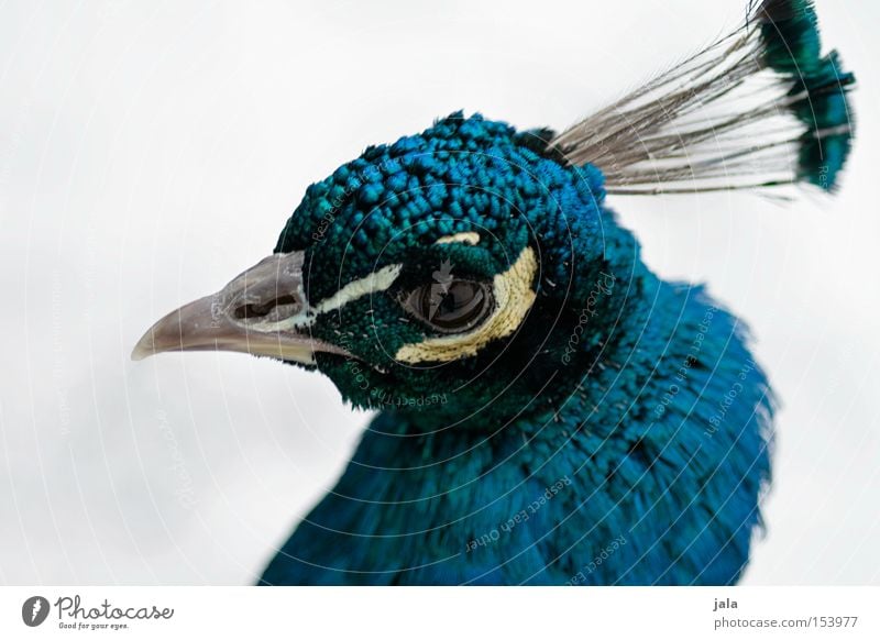 pavo cristatus Pfau blau Vogel Feder Kopf Auge Tier schön ästhetisch Makroaufnahme Nahaufnahme Stolz Blick Schnabel Winter Geflieder