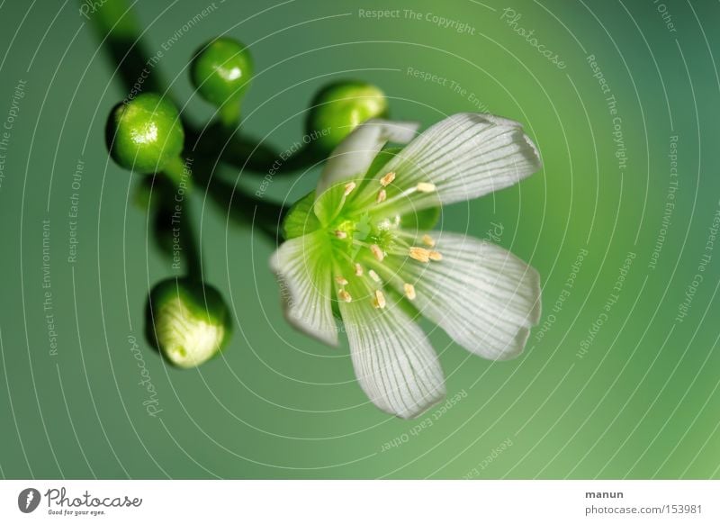 Venus Blüte Blühend weiß grün Frühlingsfarbe Natur schön Winter kalt Wohnzimmer Farbe Venusfliegenfalle Winterblüher