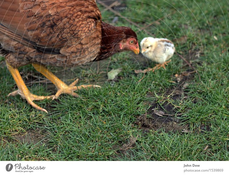 Groß und Klein Garten Wiese Tier Nutztier 2 Tiergruppe frei Fröhlichkeit Gesundheit Zusammensein Sympathie Haushuhn Küken Spielen Freilandhaltung Feder