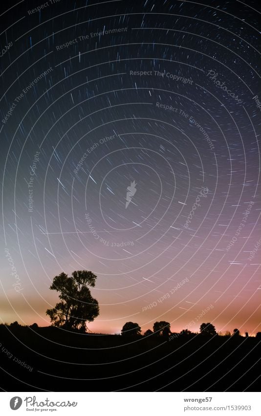 Nachtflug Natur Landschaft Erde Luft Himmel Nachthimmel Stern Horizont Schönes Wetter Baum Ferne Unendlichkeit hoch blau violett schwarz weiß Weltall