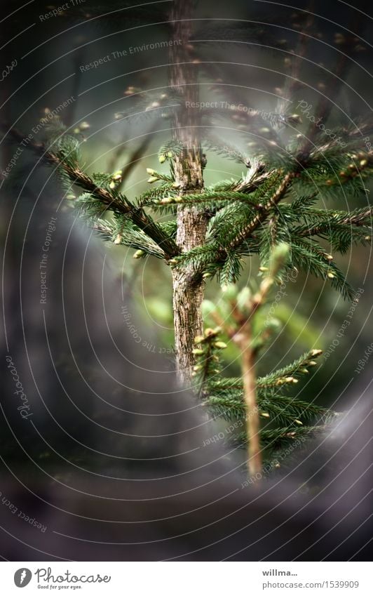 verstecktes sprießertum Baum Nadelbaum sprießen Frühling Fichte Tanne Schonung Wald grün Freiheit Durchblick Loch Netz Voyeurismus Forstwirtschaft Fluchtweg