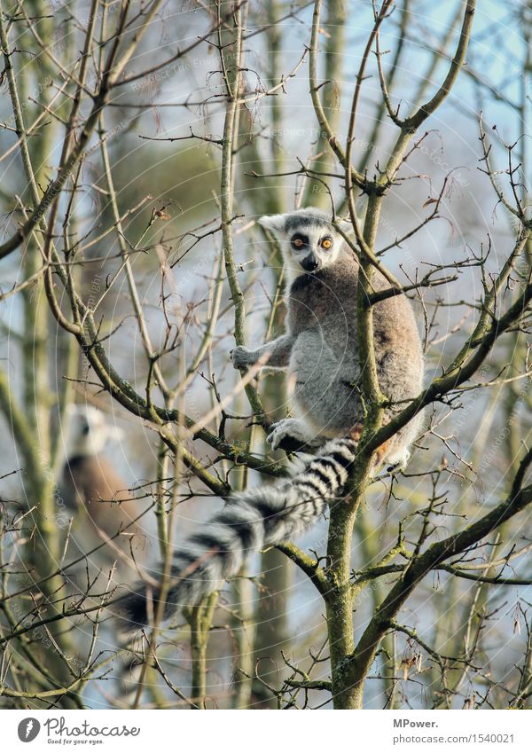 katta Umwelt Frühling Baum Tier Wildtier Fell Zoo Streichelzoo 1 füttern Schwanz Blick Katta Affen beobachten Neugier Klettern Farbfoto Menschenleer