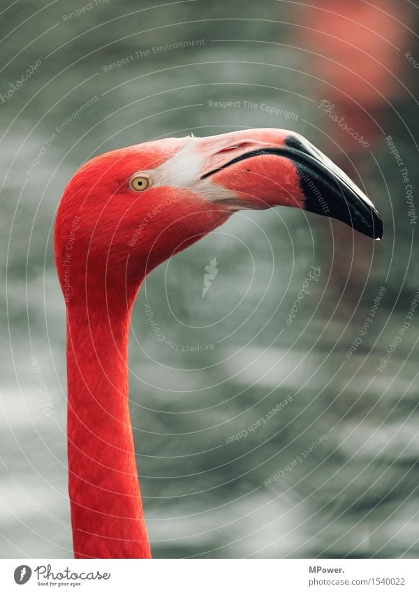 vogel zwei Tier Vogel Flamingo Zoo 1 Blick stehen rosa Wasser Schnabel mehrfarbig Feder Farbfoto Außenaufnahme Menschenleer Textfreiraum oben Tag