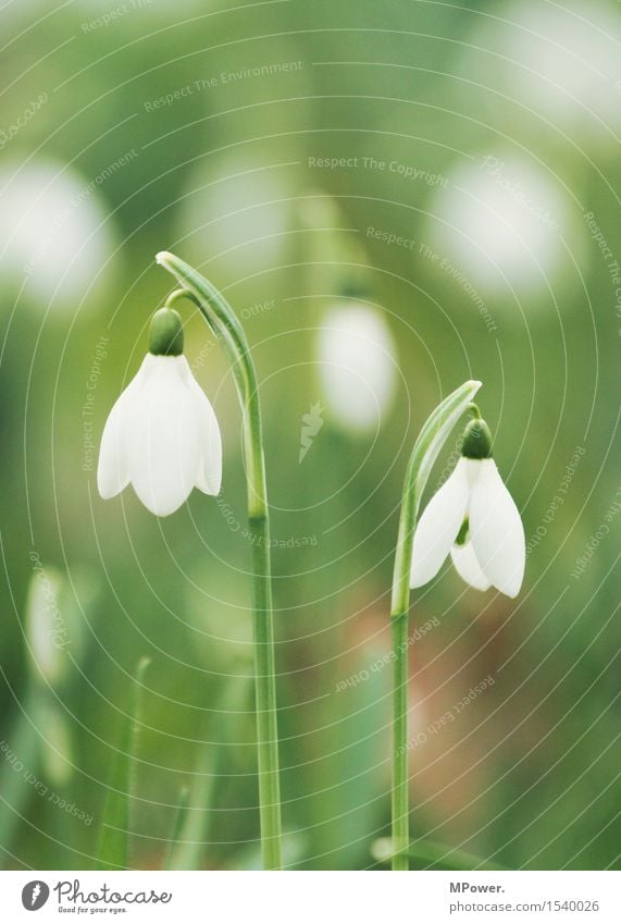 schneeglocken Umwelt Landschaft Frühling Pflanze hell Frühlingsgefühle Frühlingsblume Frühlingstag Schneeglöckchen Blüte grün weiß Jungpflanze Wiese Wachstum