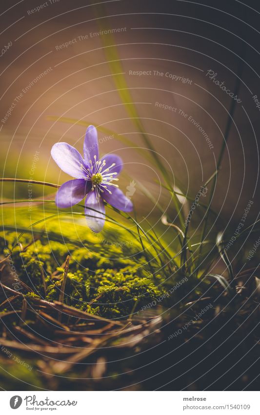 im Rampenlicht elegant Stil Umwelt Natur Erde Frühling Schönes Wetter Pflanze Blume Gras Moos Wildpflanze Hahnenfußgewächse Blütenpflanze Leberblümchen