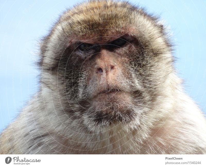 Der Blick Tier Wildtier Zoo 1 Traurigkeit exotisch grau Gefühle Einsamkeit Umwelt Farbfoto Detailaufnahme