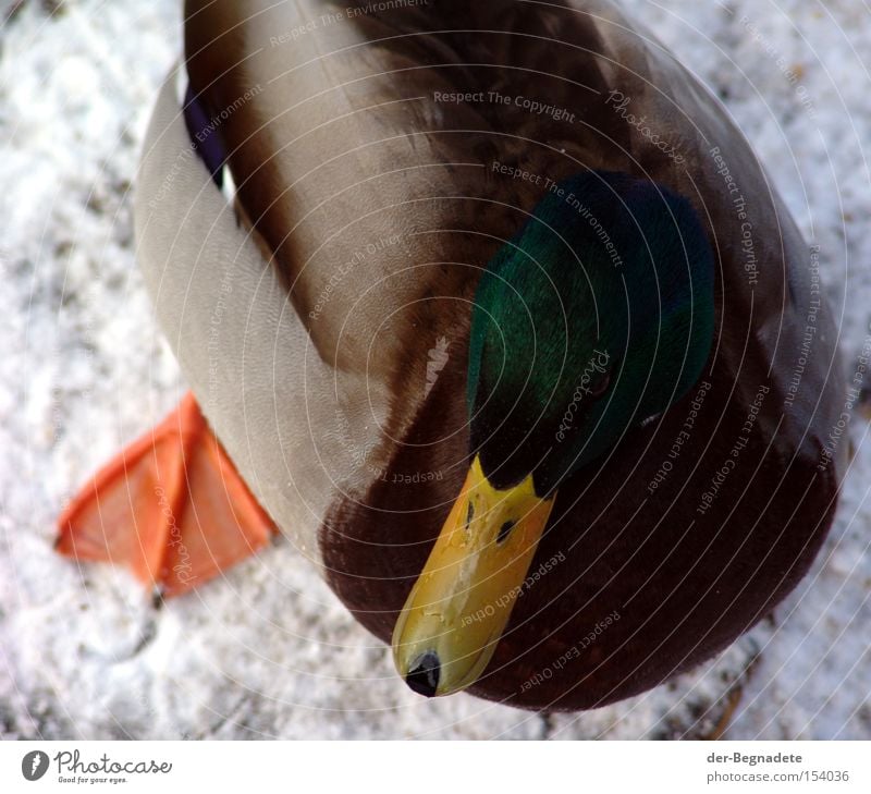 Erpel im Winter Ente Vogel kalt Entenvögel Frost Appetit & Hunger Natur Schnabel Feder Eis und Schnee Schwimmhäute Schwimmhaut