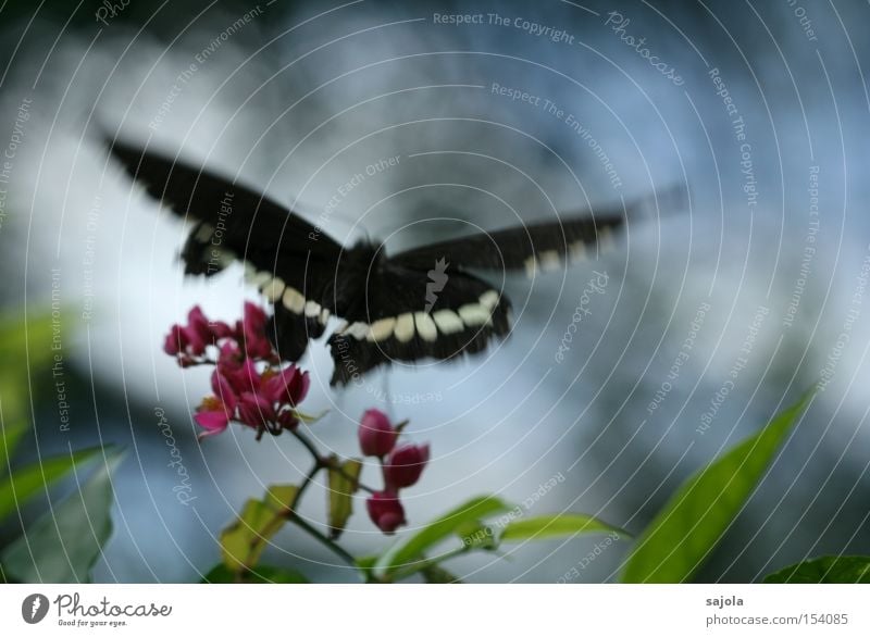 abflug Luftverkehr Blume Blüte Schmetterling Flügel Bewegung fliegen rosa Insekt Dynamik flattern zart Farbfoto Schwarzweißfoto Nahaufnahme Makroaufnahme