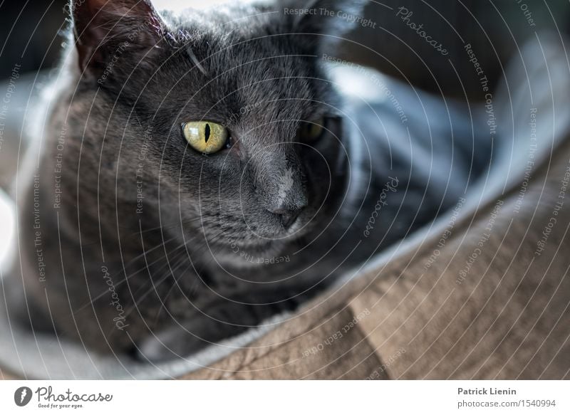 Watching You schön Gesicht Erholung ruhig Haus Frau Erwachsene Freundschaft Natur Tier Pelzmantel Haustier Katze Pfote 1 niedlich grau Akzeptanz Vertrauen