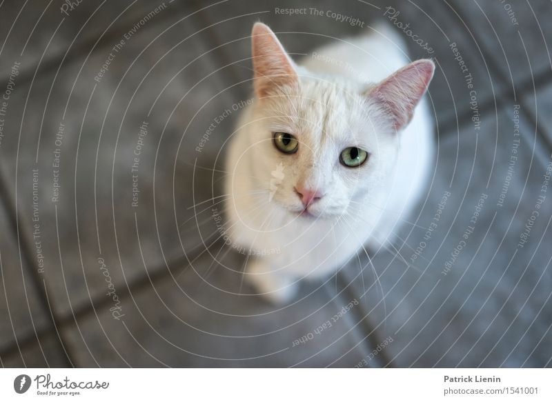 Schau mir in die Augen schön Gesicht Erholung Haus Küche Freundschaft Natur Tier Pelzmantel Haustier Katze Tiergesicht 1 stehen niedlich wild weiß Geborgenheit