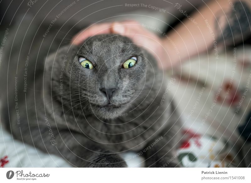 Scary Cowy schön Gesicht Erholung ruhig Haus Frau Erwachsene Freundschaft Natur Tier Pelzmantel Haustier Katze Tiergesicht 1 authentisch exotisch frech