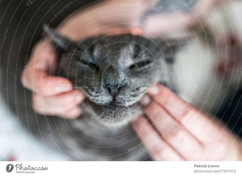 Joker Face schön Gesicht Erholung Haus Frau Erwachsene Freundschaft Hand Finger Natur Tier Pelzmantel Haustier Katze Tiergesicht 1 stehen niedlich grau Freude