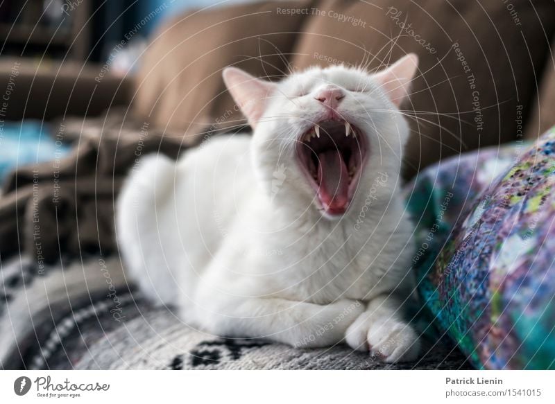 Hundsmüde schön Gesicht Erholung ruhig Haus Freundschaft Zähne Natur Tier Pelzmantel Haustier Katze Tiergesicht Pfote 1 ästhetisch einzigartig niedlich verrückt