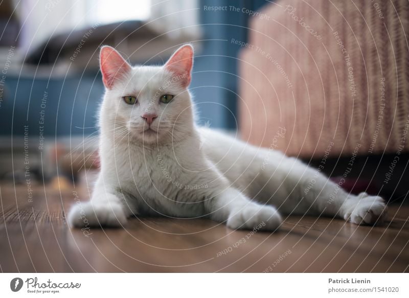 King of the Castle schön Gesicht Erholung ruhig Haus Freundschaft Natur Tier Pelzmantel Haustier Katze Tiergesicht Pfote 1 niedlich wild weiß Geborgenheit