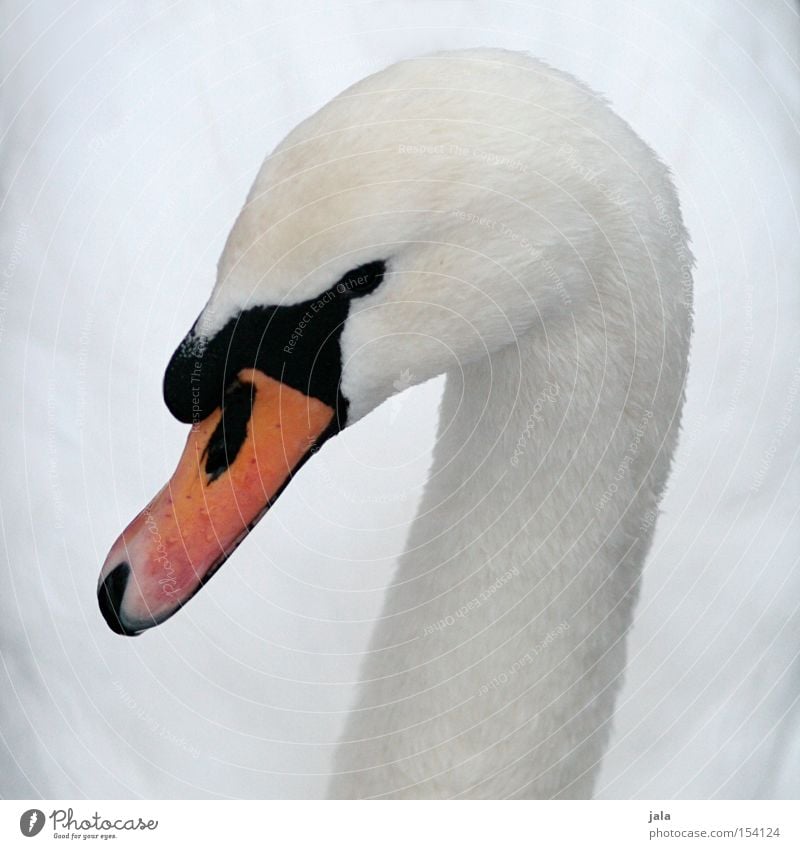 liebesvogel #1 Schwan elegant Tier Schnabel Hals Vogel Feder weiß schön ästhetisch Stolz Kopf Makroaufnahme Nahaufnahme