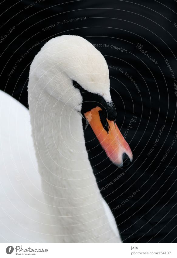 mein lieber schwan Schwan elegant Tier Schnabel Hals Vogel Feder weiß schön ästhetisch Stolz Kopf