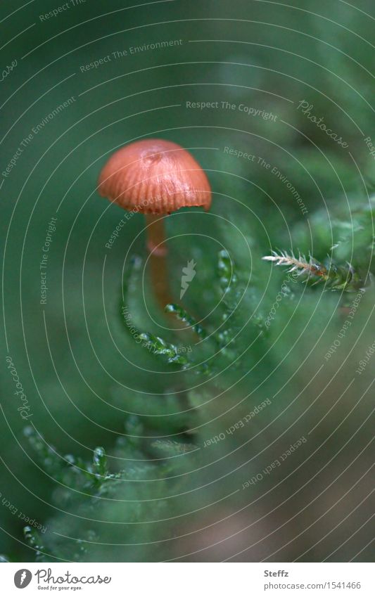 ein kleiner Pilz wächst im Moos Waldpilz Pilzhut Novemberwald Herbstwald allein im Wald Waldboden Winzling Farbklecks heimisch Märchenwald mickrig einzigartig