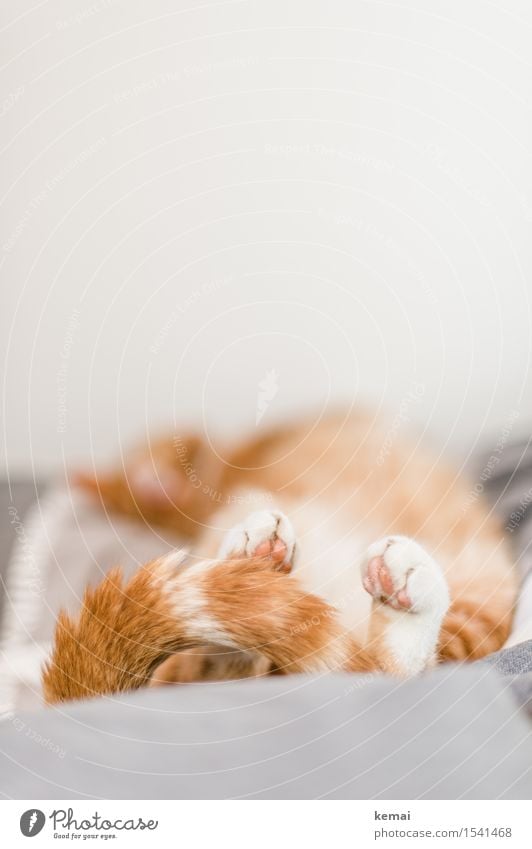 Wake me up in april harmonisch Wohlgefühl Zufriedenheit Erholung ruhig Häusliches Leben Wohnung Schlafzimmer Haustier Katze Fell Pfote Schwanz 1 Tier liegen