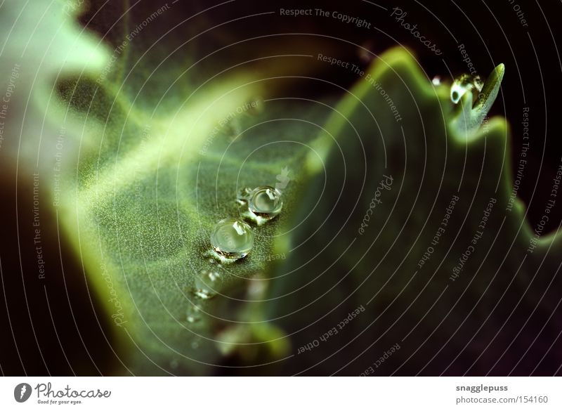 Tröpfchen Wasser Blatt grün Natur Regen Tropfen