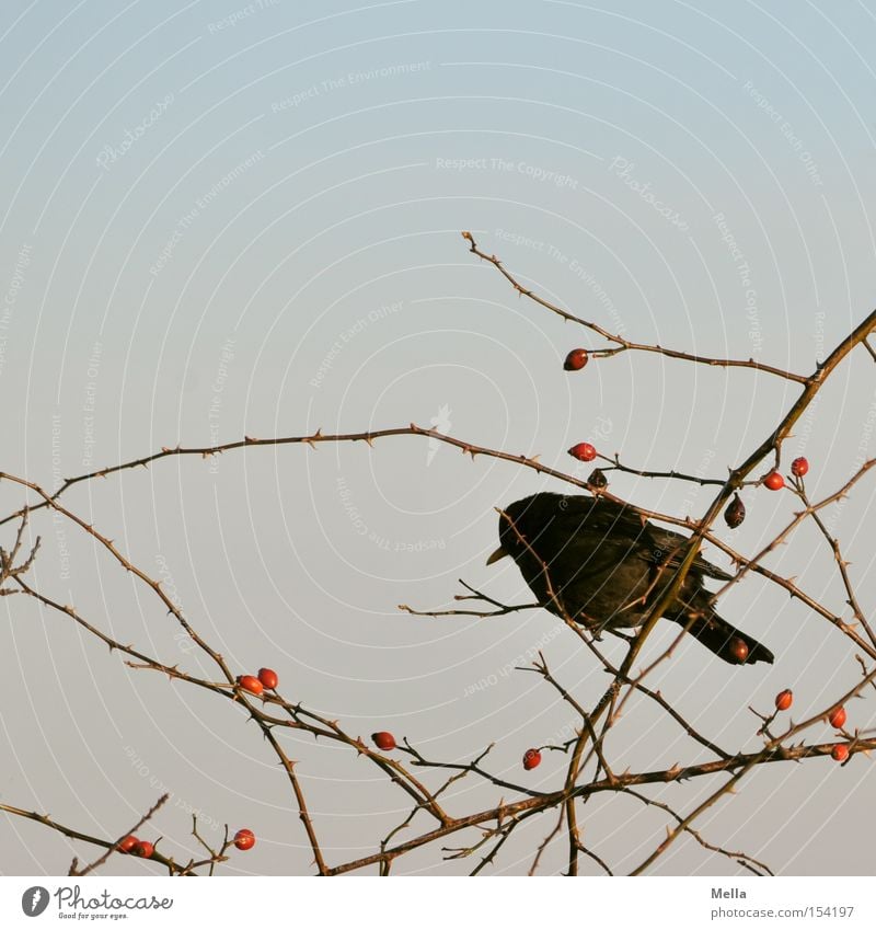 Hunger Umwelt Natur Pflanze Sträucher Tier Vogel Amsel 1 hocken sitzen Ast Zweig Geäst Hagebutten Futter Suche Hundsrose Farbfoto Außenaufnahme Tag