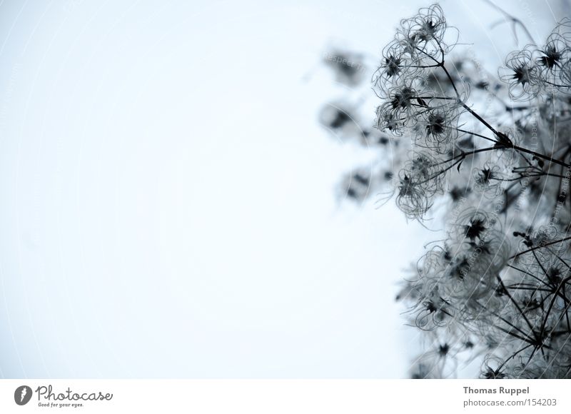 Wandstrauch Farbfoto Gedeckte Farben Außenaufnahme Menschenleer Textfreiraum links Abend Dämmerung Froschperspektive Winter Natur Pflanze Sträucher Grünpflanze