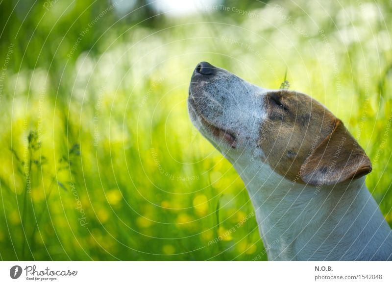 Es riecht nach Frühling Natur Sonnenlicht Sommer Schönes Wetter Blume Gras Tier Hund 1 genießen frisch Glück hell grün Zufriedenheit Lebensfreude